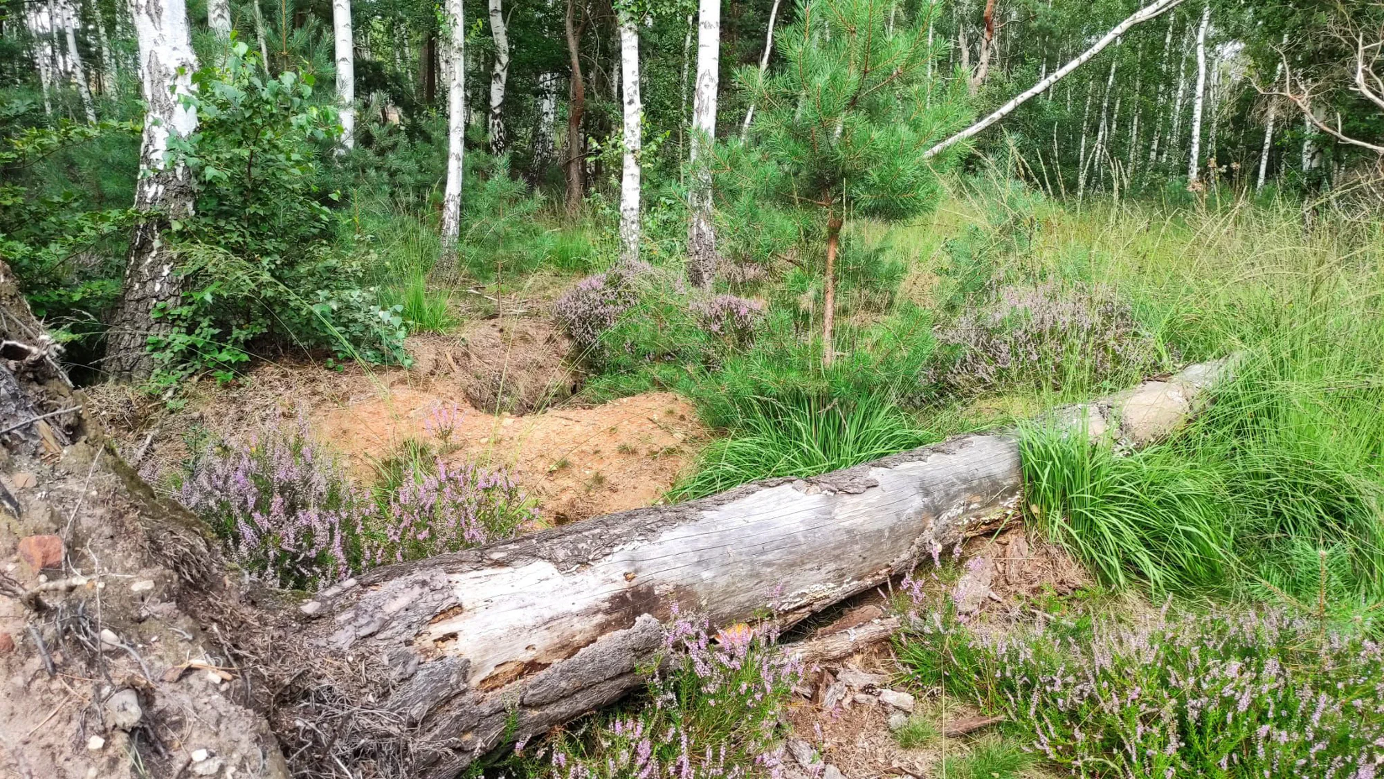 Umgestürzter Baumstamm im Wald