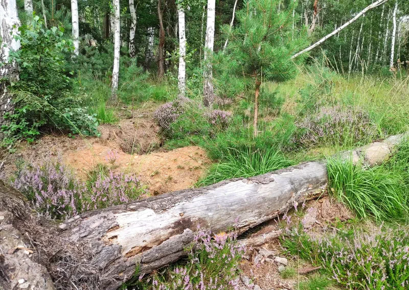 Umgestürzter Baumstamm im Wald