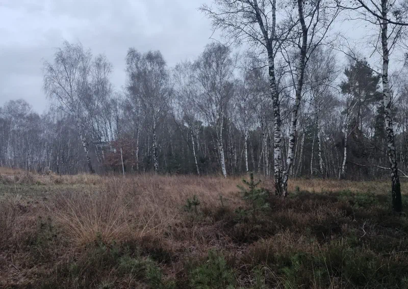 Birken in der Heide