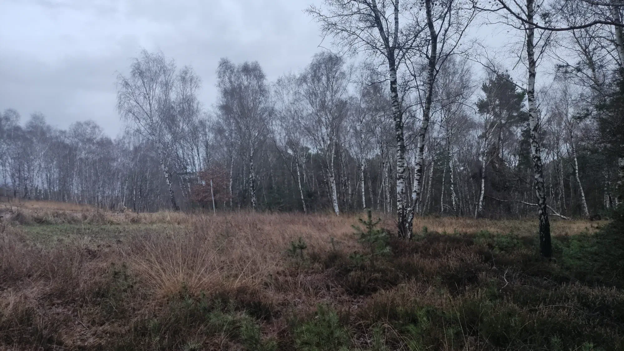 Birken in der Heide