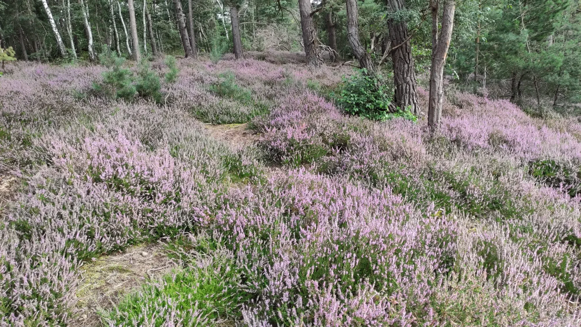 Blühende Heide