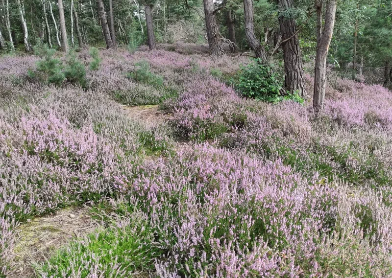 Blühende Heide