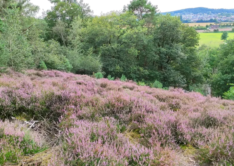 Blühende Heide mit Blick in die Ferne