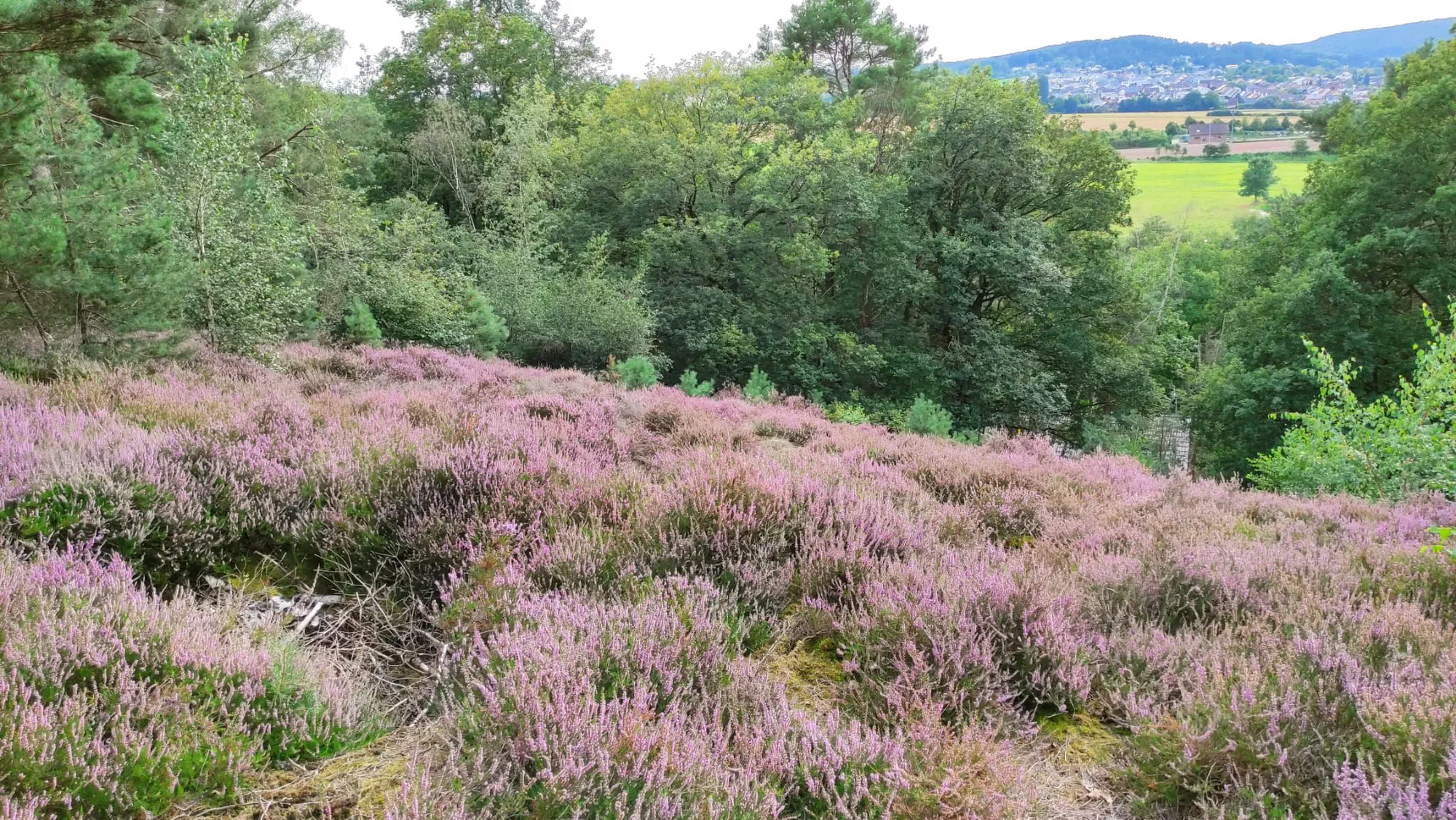 Blühende Heide mit Blick in die Ferne