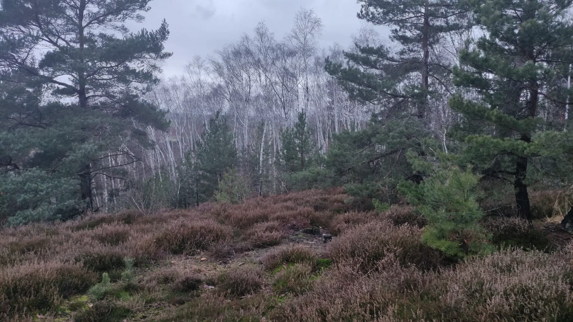 Heide mit Kiefern und Birken