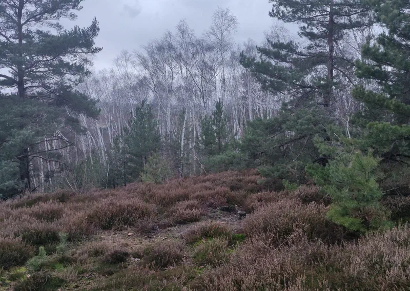 Heide mit Kiefern und Birken