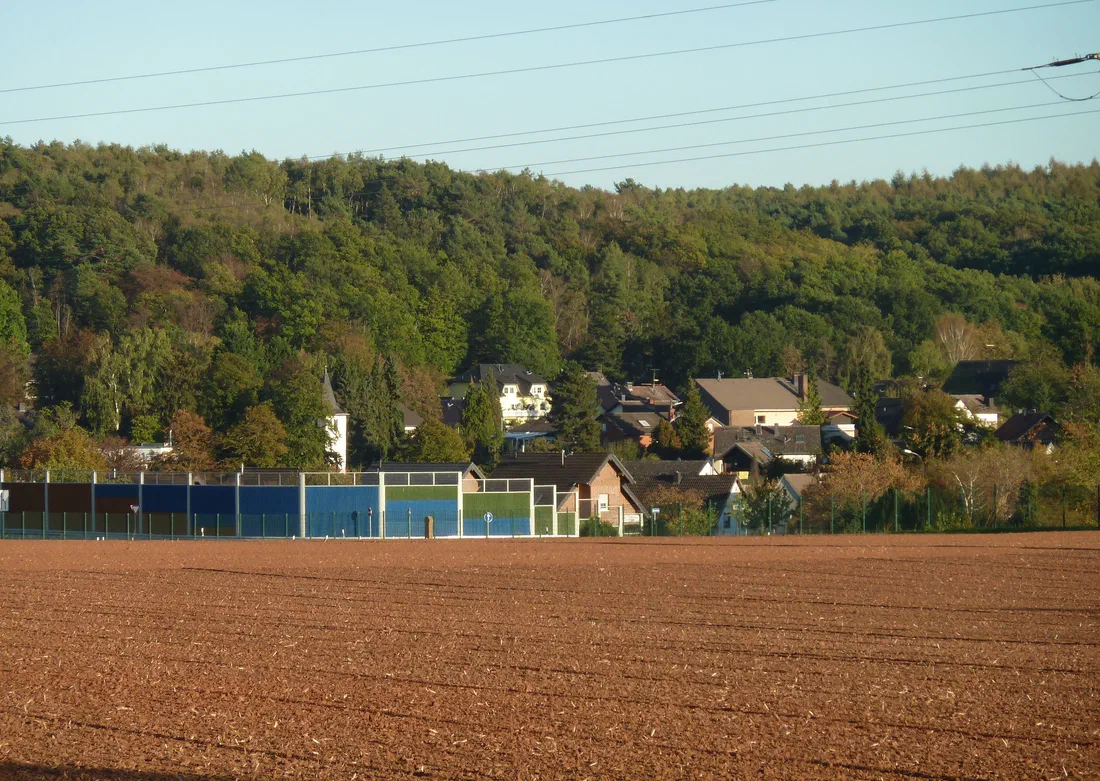 Schaven vor dem herbstlichen Wald