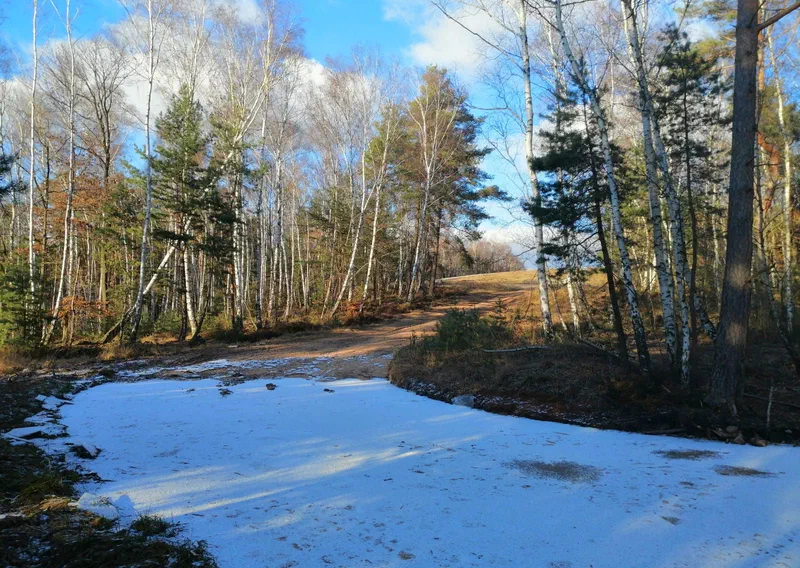 Waldweg mit Schneeresten