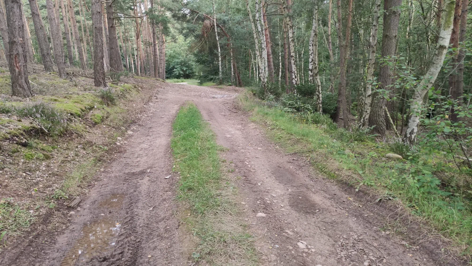 Waldweg