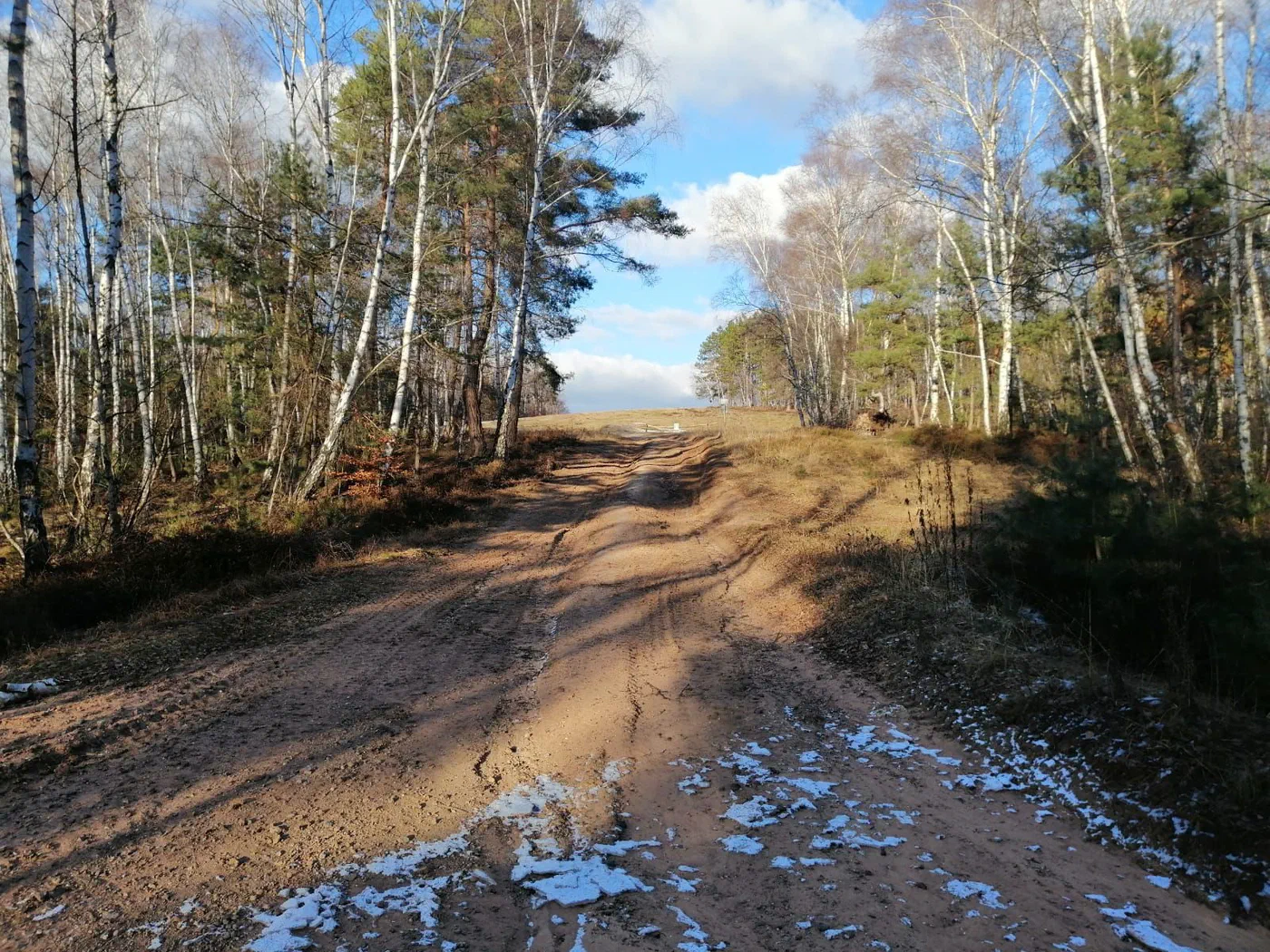 Sandiger Weg zwischen Birken