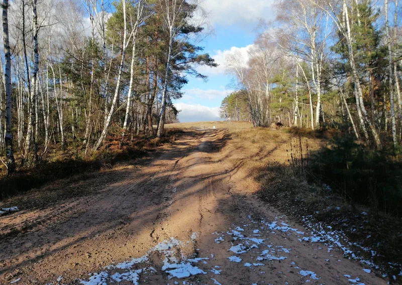 Sandiger Weg zwischen Birken